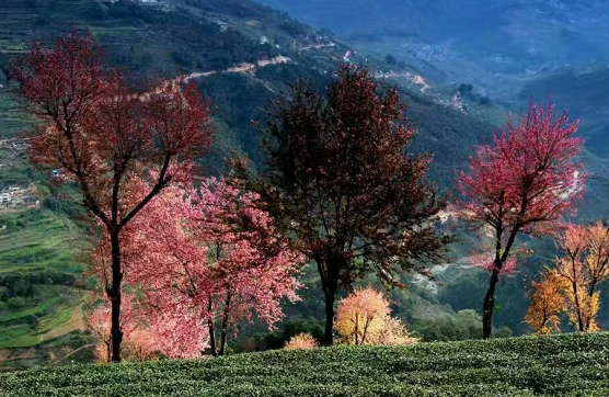 大理旅游|大理冬樱花拍摄最佳时间|大理南涧樱花谷+巍山古城3日游|零购物零自费