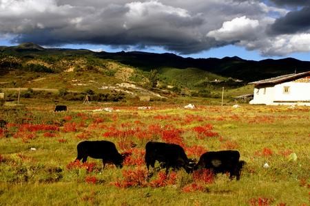 普达措国家森林公园